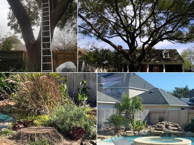 Houston Tree Surgeons