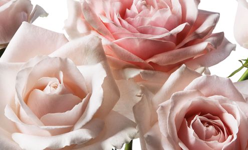 Roses Only San Diego