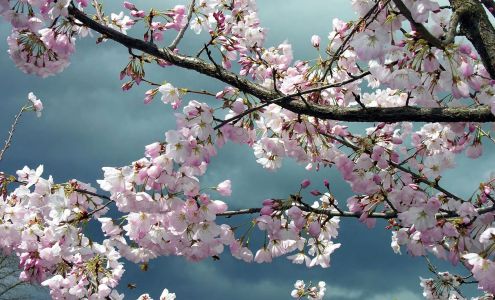 Pompano Beach Floral