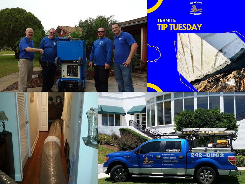 Beaver's Bug Blasters