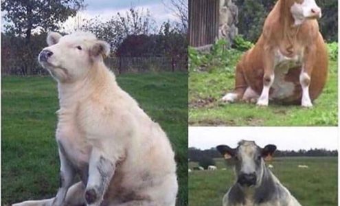 County Line Charolais Saint Francis