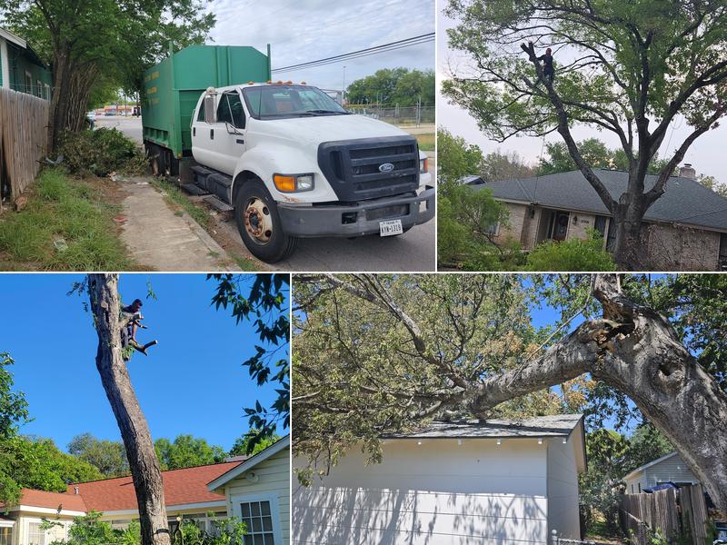 Tree Services Santos
