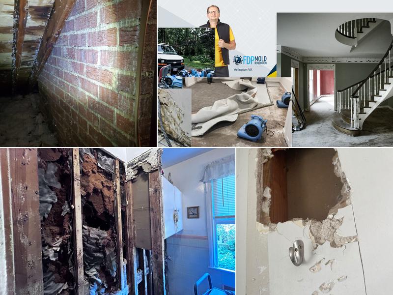 FDP Mold Remediation of Arlington