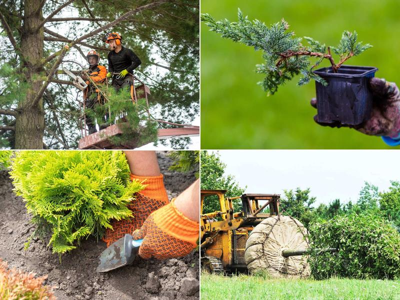 Real Tree Trimming & Landscaping, Inc.