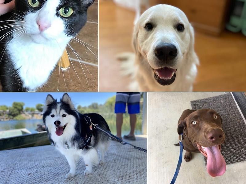 Karla's Pet Care, LLC