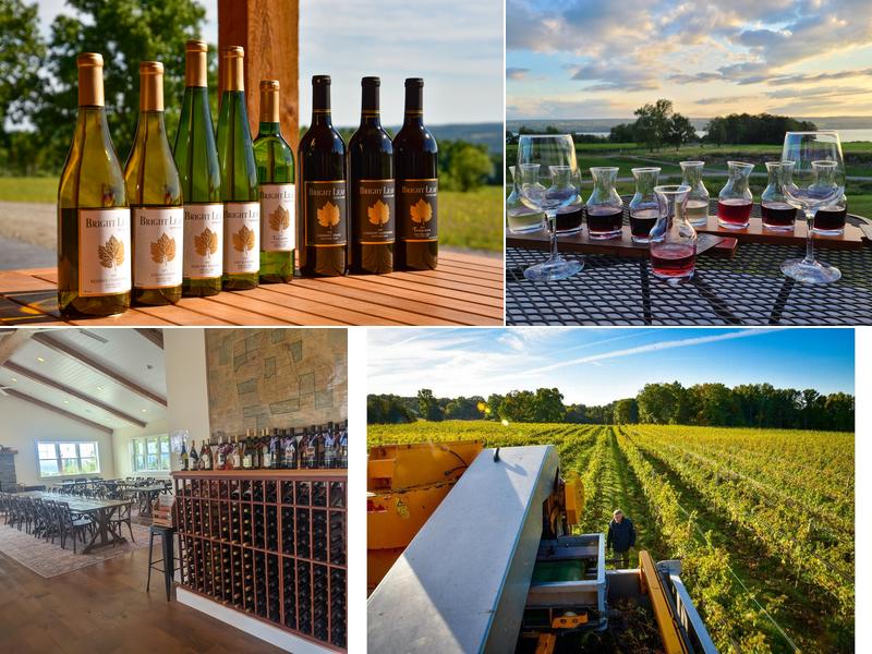 Bright Leaf Vineyard