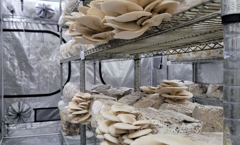 Hells Canyon Mycology