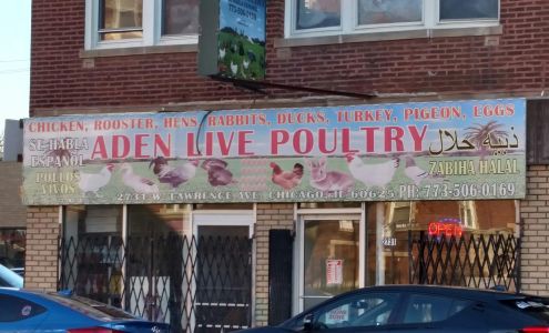 Aden Live Poultry