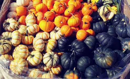 Wayne County Produce Auction Williamsburg