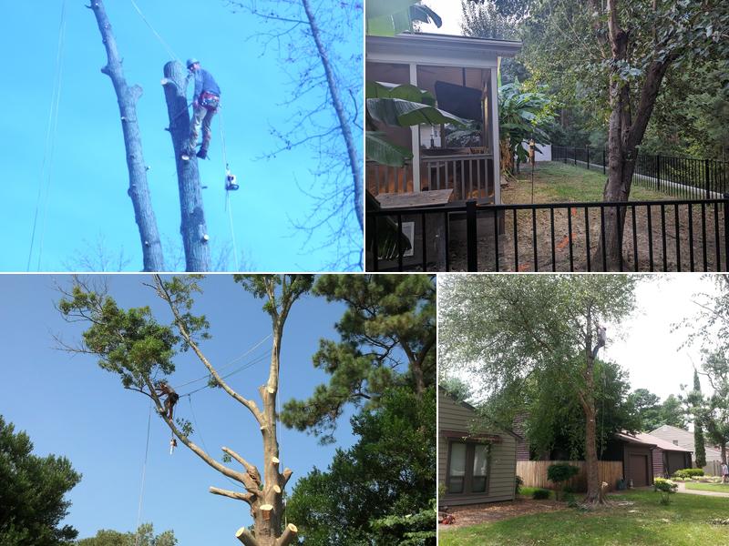 The Whole 9 Tree Service