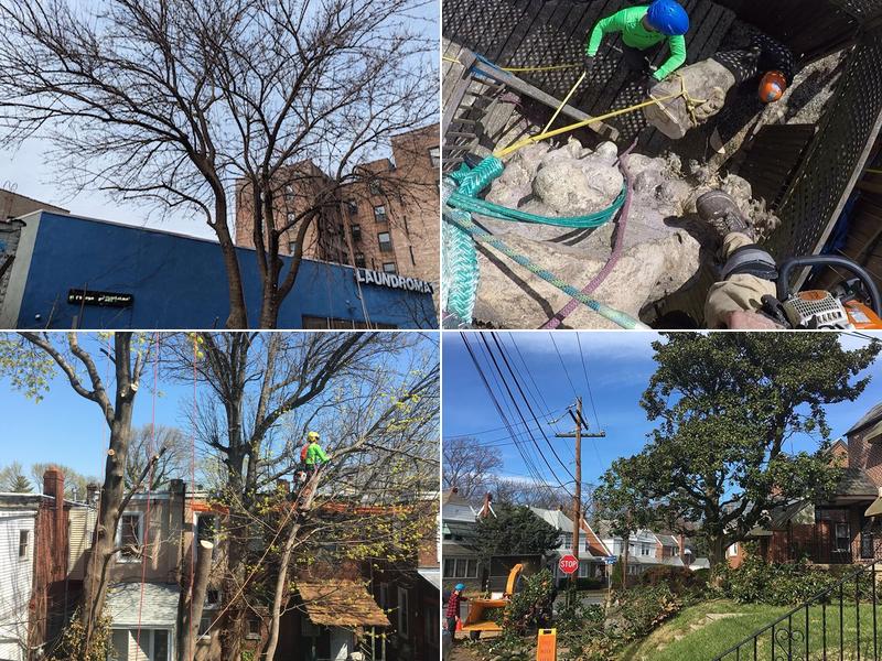 Tree Tech NYC