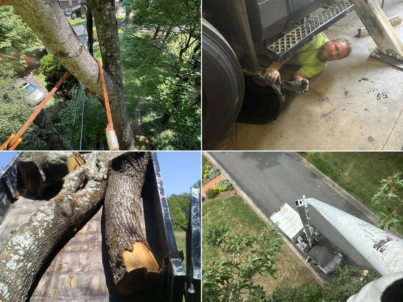 Lawson's Tree Services