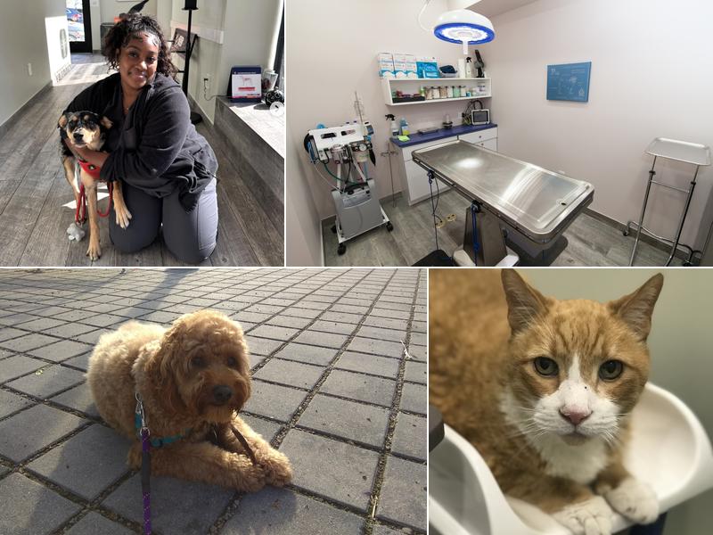 Veterinary Wellness Center of Boerum Hill