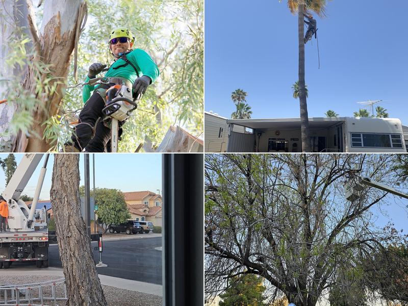 Top Leaf Tree Service