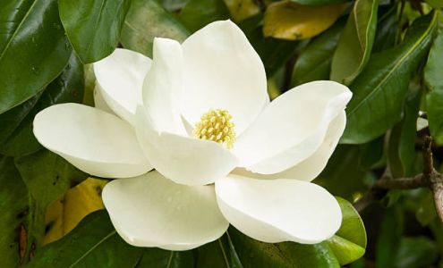 Belinda K McLain CPA PLLC