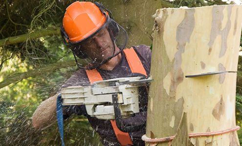 Inbody Tree Service Lowell Michigan 