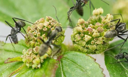 Blue Cactus Pest Control