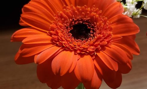 Graves Green Thumb Nursery Kooskia