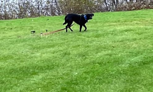 Second Chances Thrifts/Boutique Presque Isle