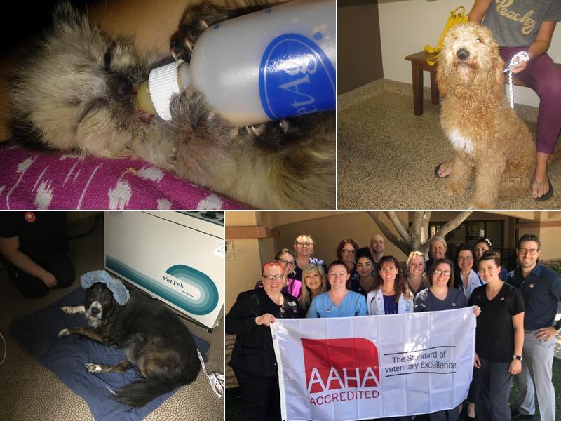 Bark Avenue Animal Hospital