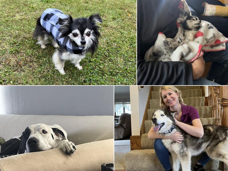 Heaven Sent Home Pet Loss