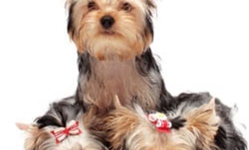 Peninsula Petcare 343 Pierson Rd., Sequim Washington 98382