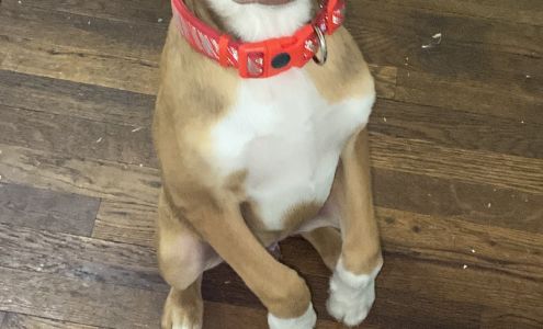 Hutchinson Animal Shelter