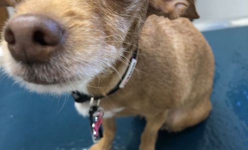 Canandaigua Veterinary Hospital: Todd Amy DVM 4410 Lakeshore Dr, Canandaigua New York 14424