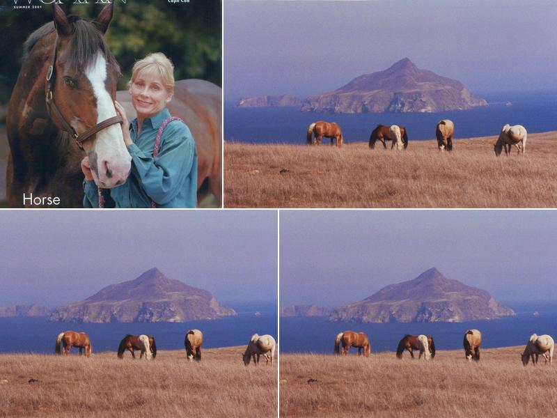 Santa Barbara Equine Practice, Karen Blumenshine DVM