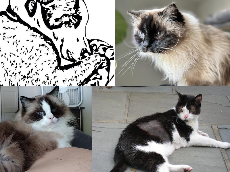 Main Line Veterinary Integrative Practice LLC