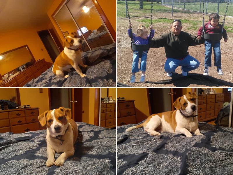 Veterinary Acupuncture