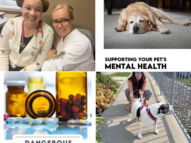 Memorial Animal Hospital: Sheil Julie A DVM