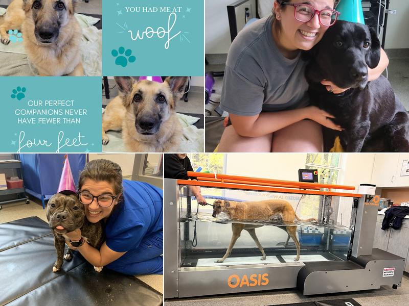 NH Pet Physical Rehabilitation Center