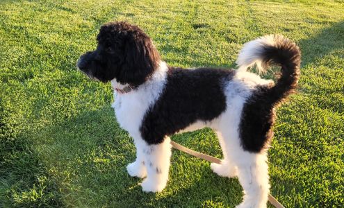 Mutts And Cuts 1920 E Trail St, Dodge City Kansas 67801