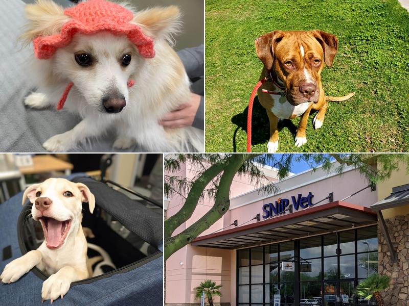 SNiP Vet - Spay Neuter in Phoenix