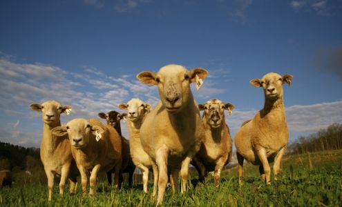 Old Homeplace Farm Oneida