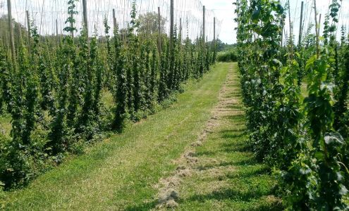 OSHY Hops South Solon