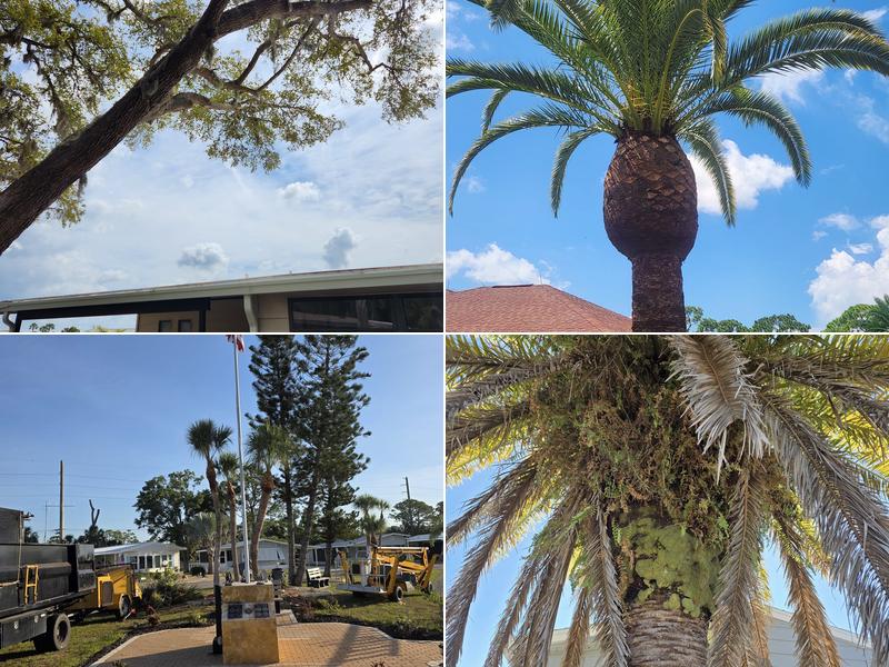 BR's Quality Tree Service Englewood