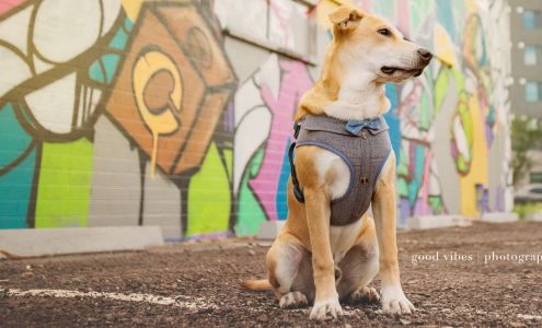 Good Vibes Photography - Dog Photographer