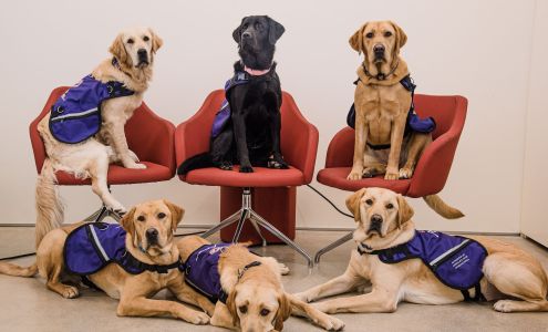 National Service Dogs