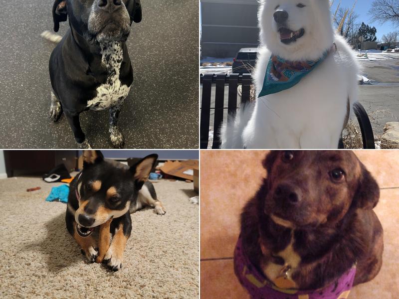 Dogtopia of Fort Collins