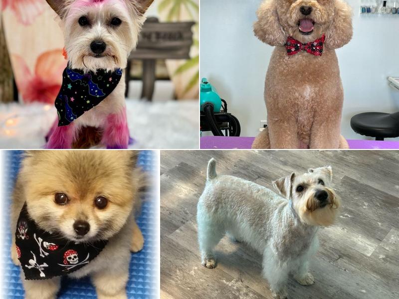 Luxury Pet Spa of Cocoa Beach