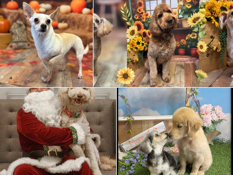 The Sudsy Pup Paw Spa