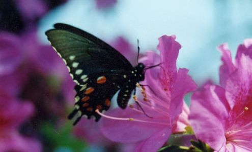 Evergreen Lawn and Plant Care