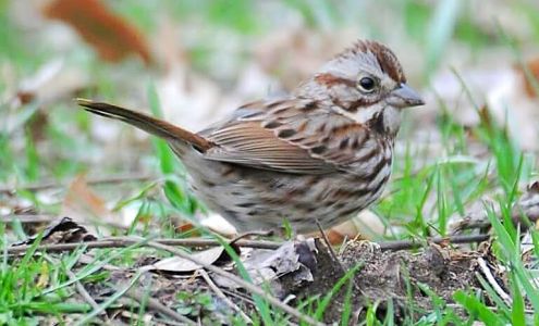 SBEAS Wildlife Sanctuary