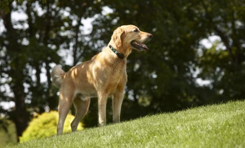 DogWatch of Central Kentucky 1006 Danville Rd, Harrodsburg Kentucky 40330