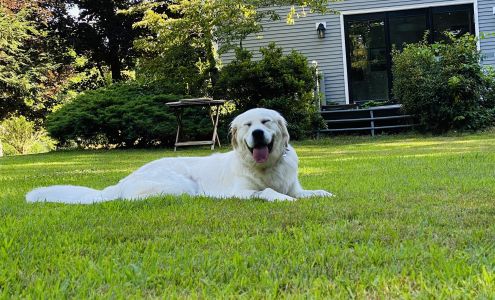 Electric Dog Fence Company- Contain My Dog