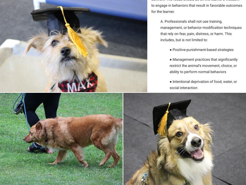 Sit Stay Play Michigan