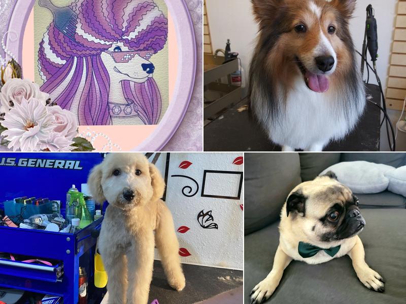 Trendy Pets Grooming Salon