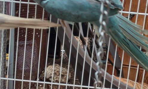 PARAKEET WORLD PET SHOP